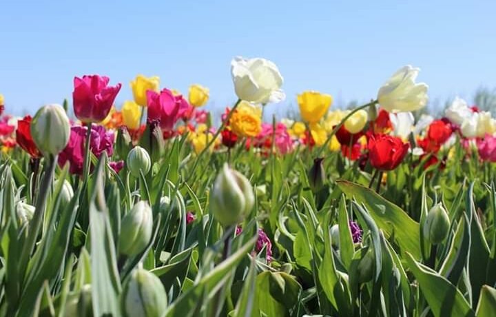 Tulpen